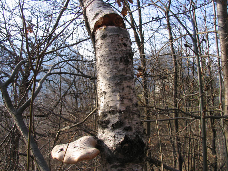 Un fungo sul tronco di una betulla