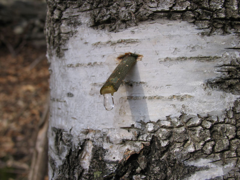 Una scheggia di legno inserita nel tronco da cui gocciola la linfa